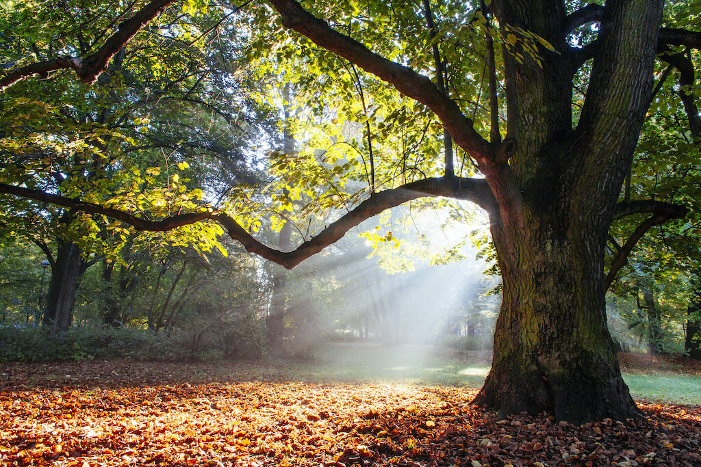 Large oak tree with green leaves and rays from the sun shining through the branches